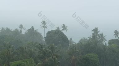 海边景观自然灾难飓风强大的强热带风暴风摇摆椰子棕榈树重热带雨风暴权力自然气候改变台风海洋海岸湿季节